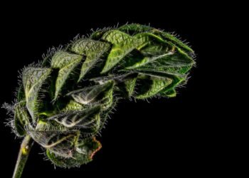 What it is to buy weed online and what you must know?