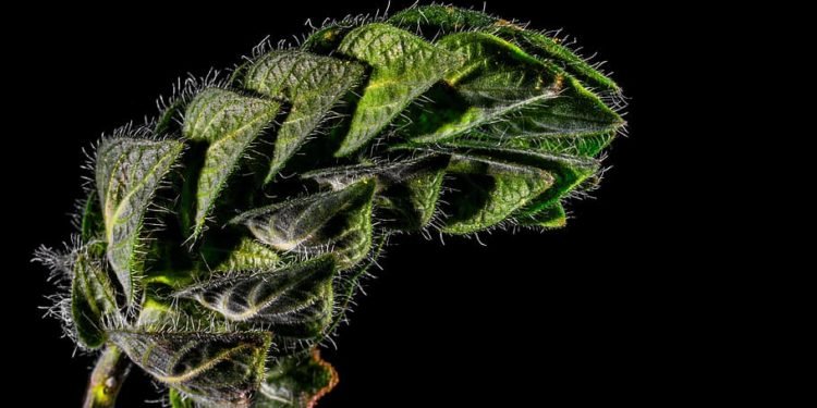 What it is to buy weed online and what you must know?