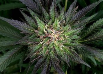 What Made CBN Isolate So Popular?