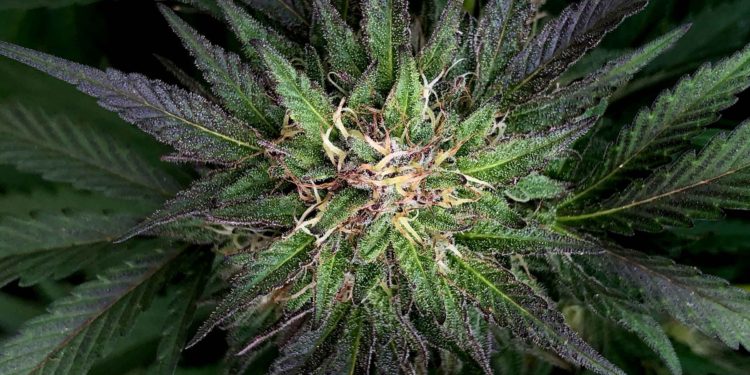 What Made CBN Isolate So Popular?