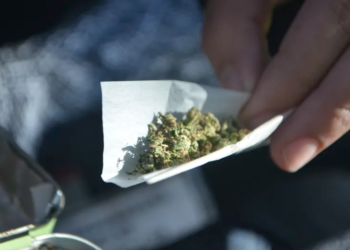 How And When To Transplant Your Cannabis Plants