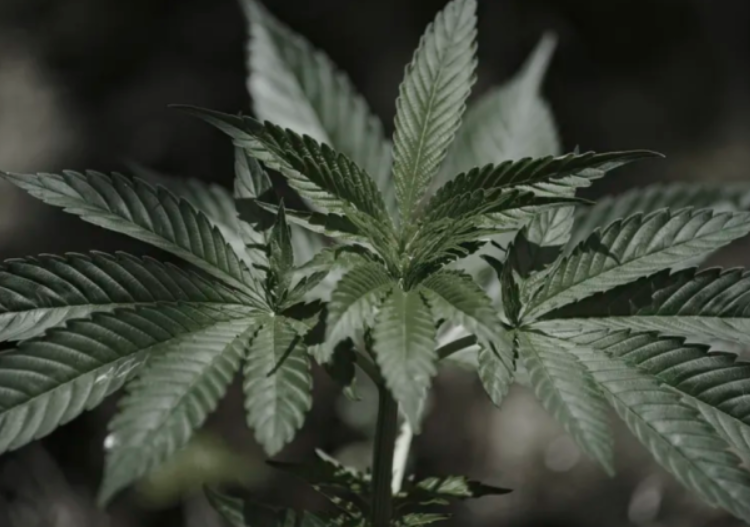 Best Delta 8 THC & CBD Products to Get a Head Start on Premium Hemp Quality