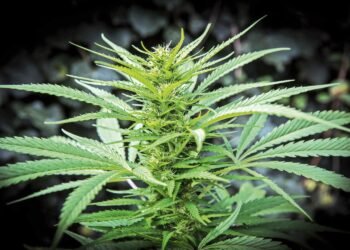 Experience the Best at Callie’s Denver Dispensary: Your Premium Cannabis Destination