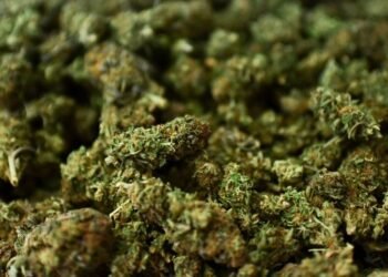 Weed Dispensary and the Creative Mind: How Artists and Innovators Use Marijuana